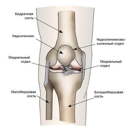 Схематичное изображение строения коленного сустава